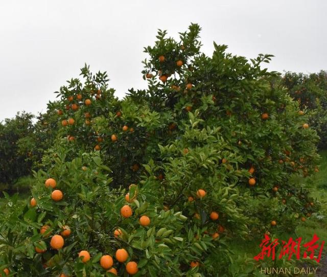 永州沃柑夏橙错时春夏熟