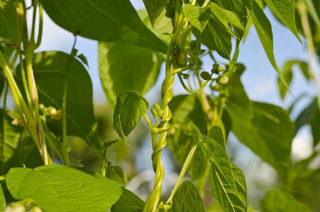 大棚豆角的种植栽培技术，这些相关的知识，你掌握了吗？