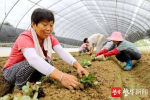 奶油草莓种植方法(市民好口福地产“奶油草莓”开始移苗栽植啦)