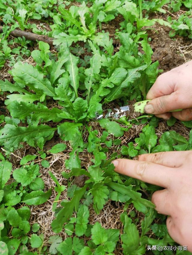 荠菜四季都能种，种植方法很简单！看完这篇文章你也能种出好荠菜