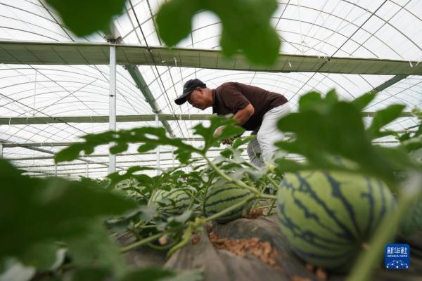 河北柏乡：特色种植助力乡村振兴