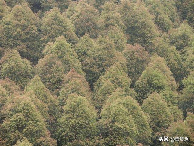 油樟的良种选育及繁殖造林技术