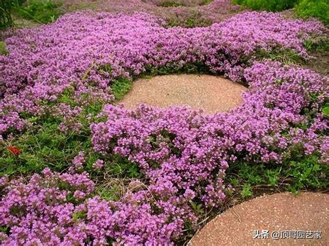 怎么控制花园杂草生长？我建议采用这6种防杂草植物