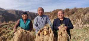 小红葱头种植技术(清涧县：“小小红葱”种出红火日子)