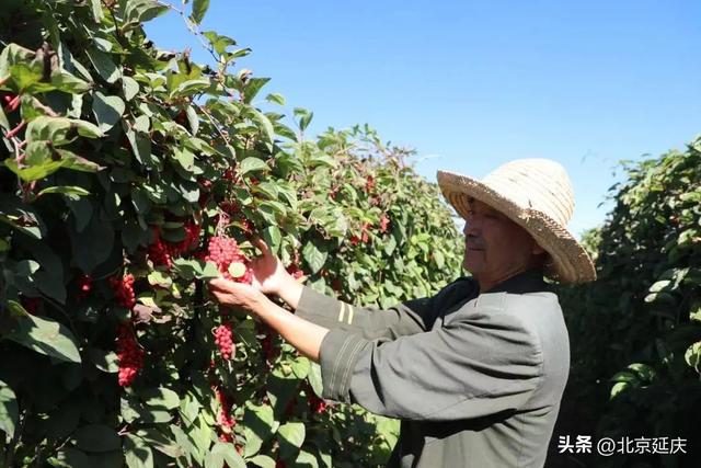 延庆五味子产业成为百姓致富奔康好“良方”