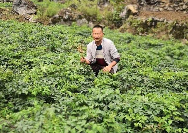 农村致富种植“潜力股”，前胡种植亩收入过万，种植首选！