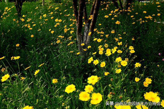 金鸡菊什么时间种植最好？