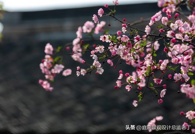 北方种植什么植物比较合适