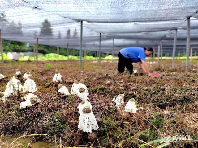 竹荪种植助力乡村振兴