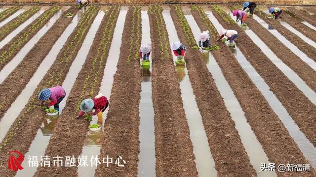 3000亩“菜园子”！福清的大户人家→东阁华侨农场的蔬菜基地