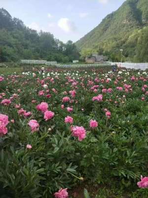 小红铲草莓种植节住宿(一名北京老人的“山中牡丹园”)