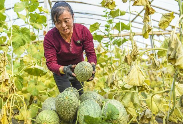 河北枣强：哈密瓜种植助推产业脱贫