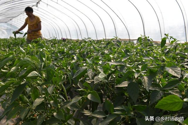 蔬菜种植窍门多，两忌三不要牢记，必备技能，马虎不得