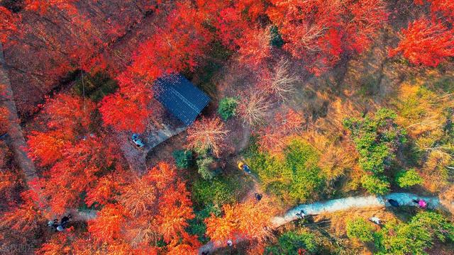 中国人的“吉祥树”，一到秋天红彤彤，红红火火旺家门