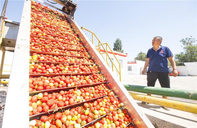 新疆昌吉州16万亩加工番茄喜获丰收