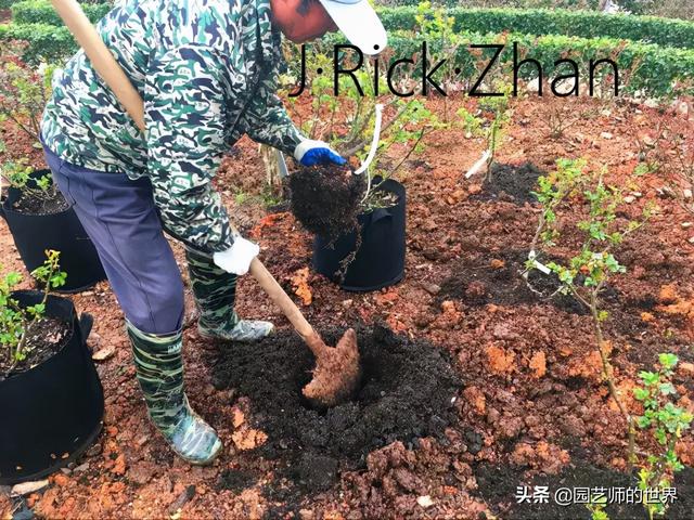 如何打造玫瑰花园 （种植与养护技术分享）