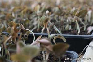 野生金线莲和种植的区别(金线莲应该怎么种？这些金线莲种植技巧与管理技术一定要掌握)