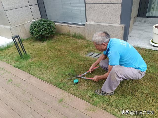 秋季早晚温差大，庭院草坪如何养护？