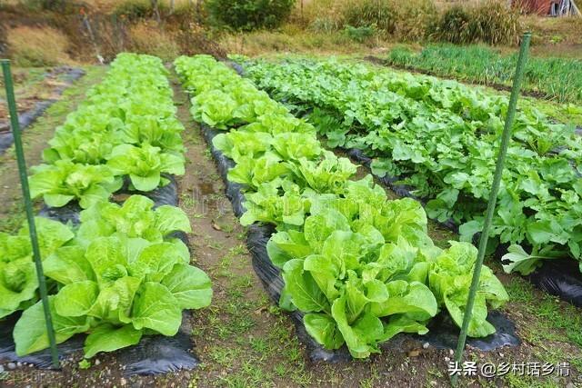 给白菜和萝卜追肥，用茶籽饼试一试，防虫还高产