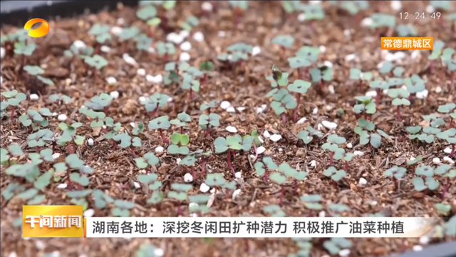 鼎城：深挖冬闲田扩种潜力，推广油菜种植