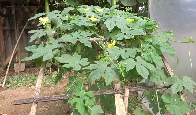 腾空院子一角，劈几根竹子搭架子，自己动手种苦瓜，随便摘不花钱