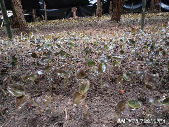 金线莲应该怎么种？这些金线莲种植技巧与管理技术一定要掌握