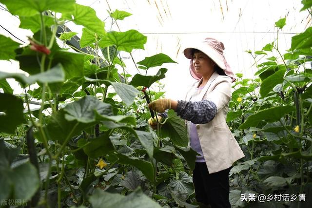 蔬菜种植窍门多，两忌三不要牢记，必备技能，马虎不得