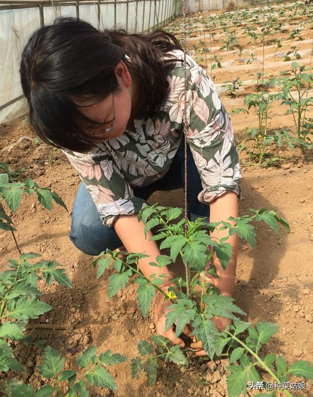 番茄整枝很重要，掌握这些栽培技术，再也不愁番茄长不好结果少