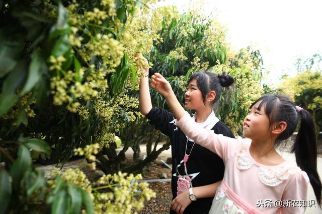 荔枝栽培技术，农民种植要掌握这10招，一定稳妥