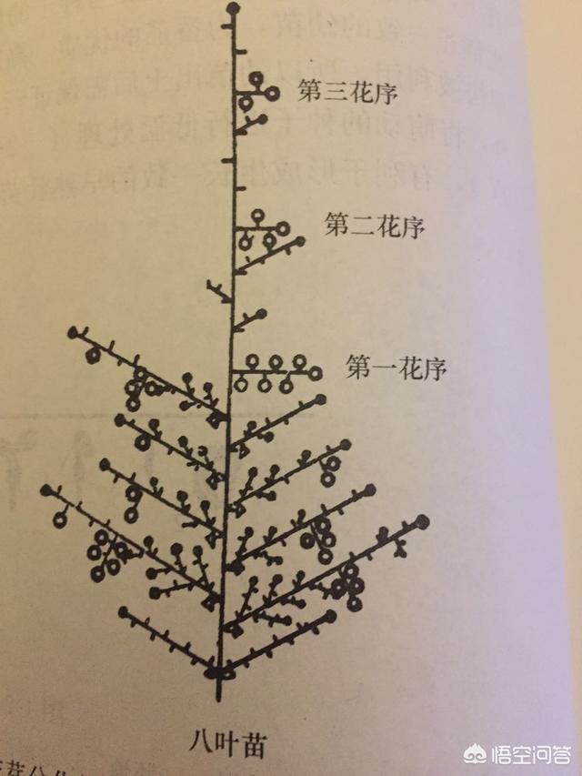 番茄整枝很重要，掌握这些栽培技术，再也不愁番茄长不好结果少