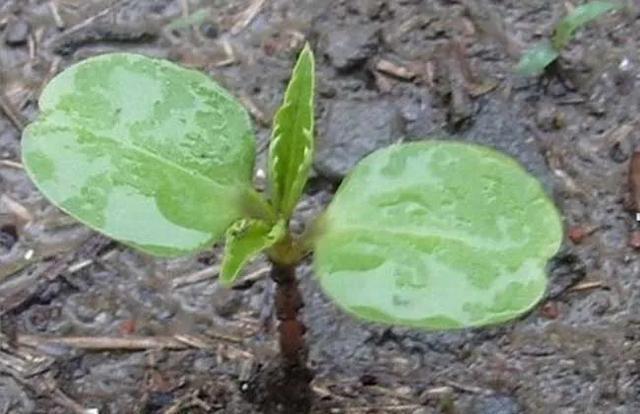 凤仙花，天然的“指甲油”，这样繁殖养护，植株旺盛、花开不断