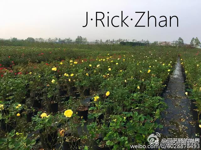 如何打造玫瑰花园 （种植与养护技术分享）