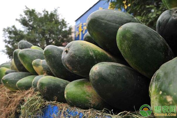 冬瓜种植注意这4点，更易种出个头大、口感好的冬瓜