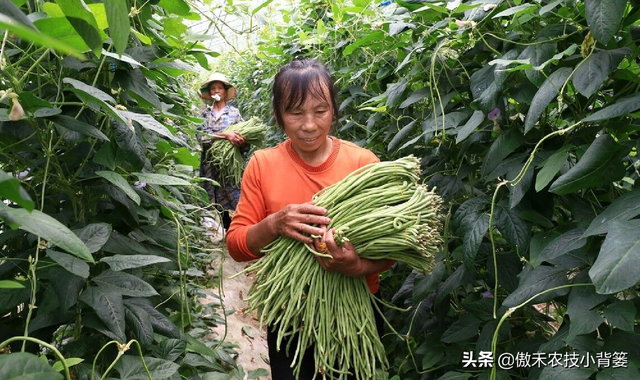 种植豆角记住这6点，豆角开花结荚多、落花落荚少、采收期延长