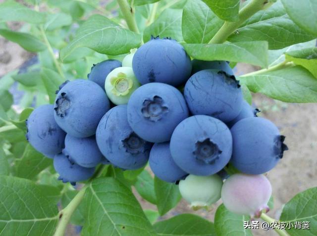 蓝莓如何防治灰霉病和蚜虫危害？如何预防飞鸟危害和除草剂药害？