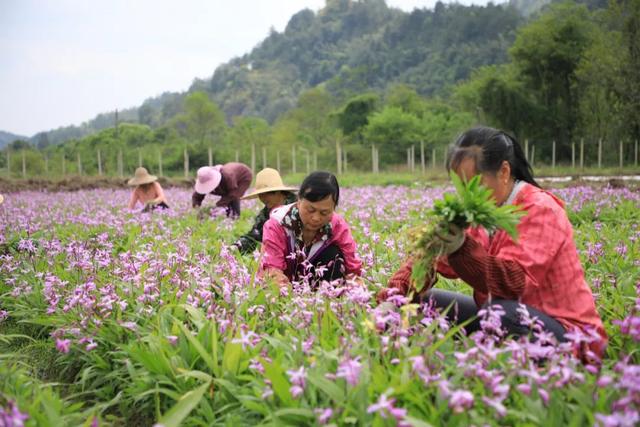 脱贫摘帽后，返贫风险太头疼？这个红色圣地有三招