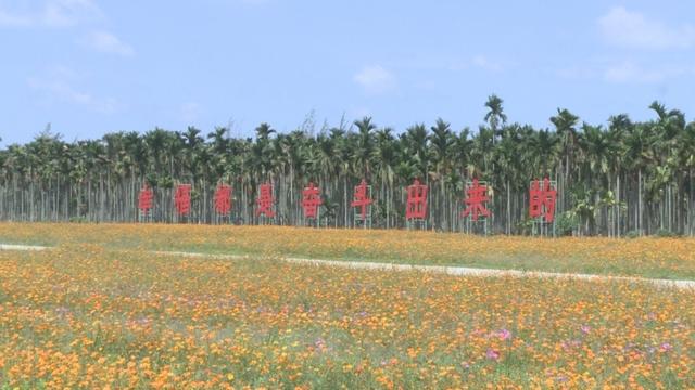 琼海市：龙寿洋花海新“花样”百花齐放迎“六一”