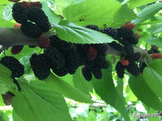 大西北也能利用30年的牧草，饲料桑，耐盐碱、易成活，能种沙漠