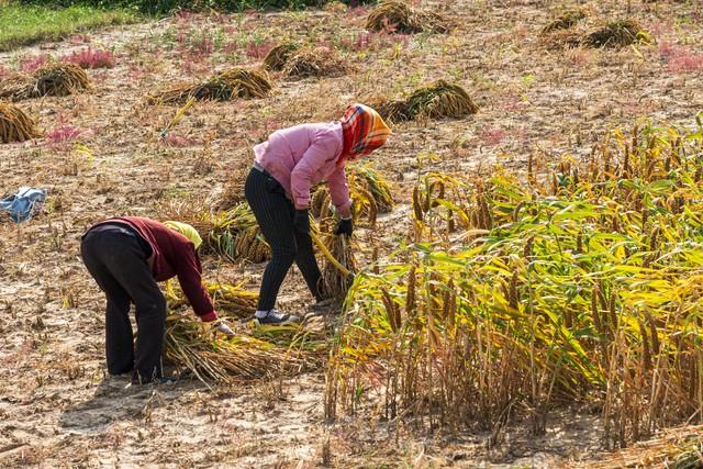 专家：粮食不能涨，城市人买不起，农药化肥涨价是农民应该承担的