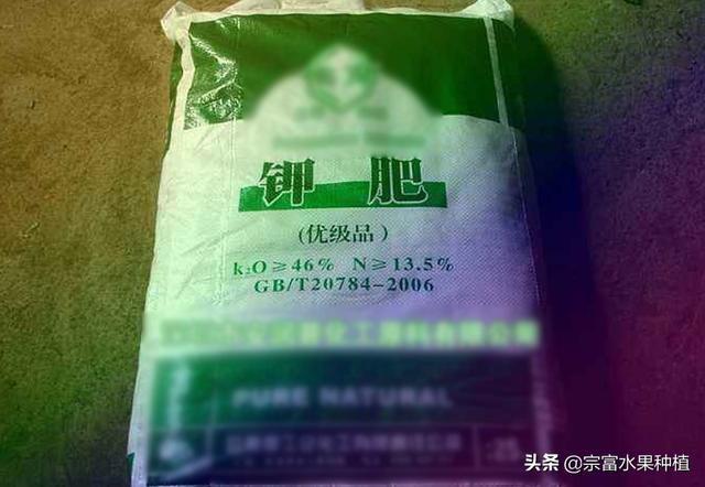 栽植杨梅树，如何才能优质丰产？掌握氮磷钾肥使用量果实要不完