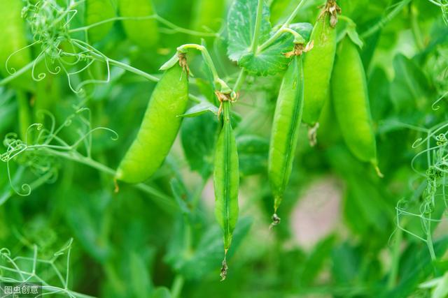 青豌豆种植技术，栽培技术与田间管理，来学习一下！