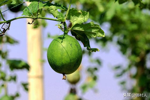 种植瓜蒌想要达到亩产5000元以上，春耕时6项田间管理少不了