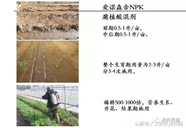 西瓜全程种植技术方案