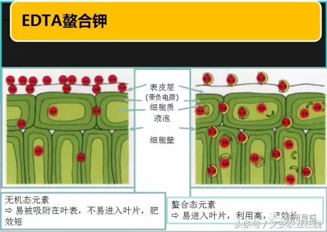 西瓜全程种植技术方案