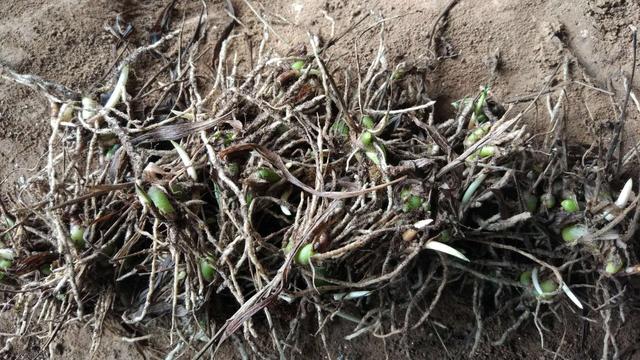 疫情防控白芨种植两不误