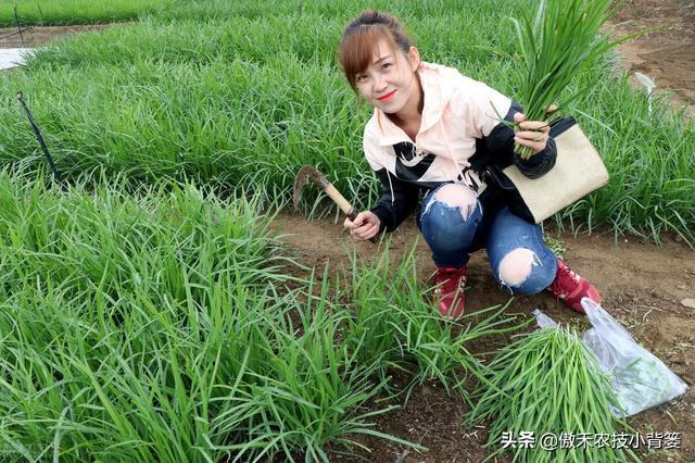 韭菜种植几年后需要重栽？播种和移栽哪种方法好？韭菜啥时间种？