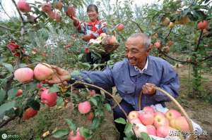 懒农种植法(这样改土、防虫害，种出优质、安全的有机苹果，卖出好价格)