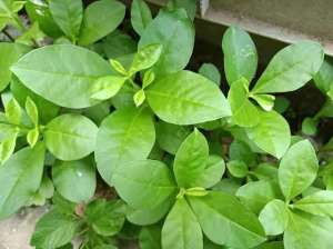 高丽参种植技术(这种野菜全身是宝，俗称“土人参”，炖汤很滋补，大家都抢着种植)