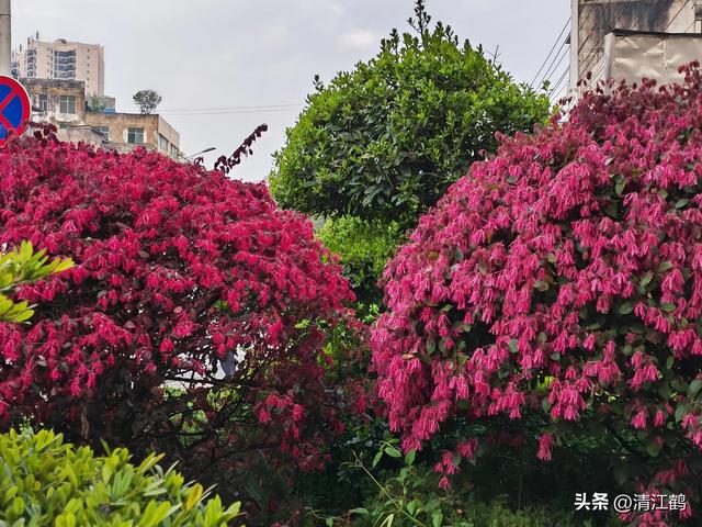 红花檵木不仅仅靠颜值“吃饭”，还靠这个功效“增值”，如何育苗