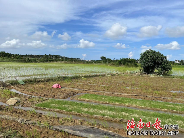 万宁后安镇吴村红米上市 摞荒地打造出“一村一品”